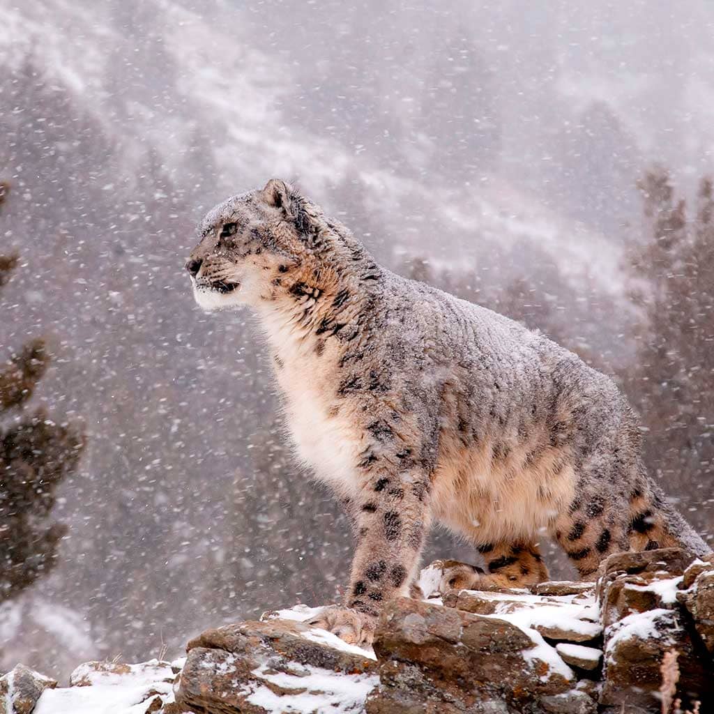 Snow leopard in the snow